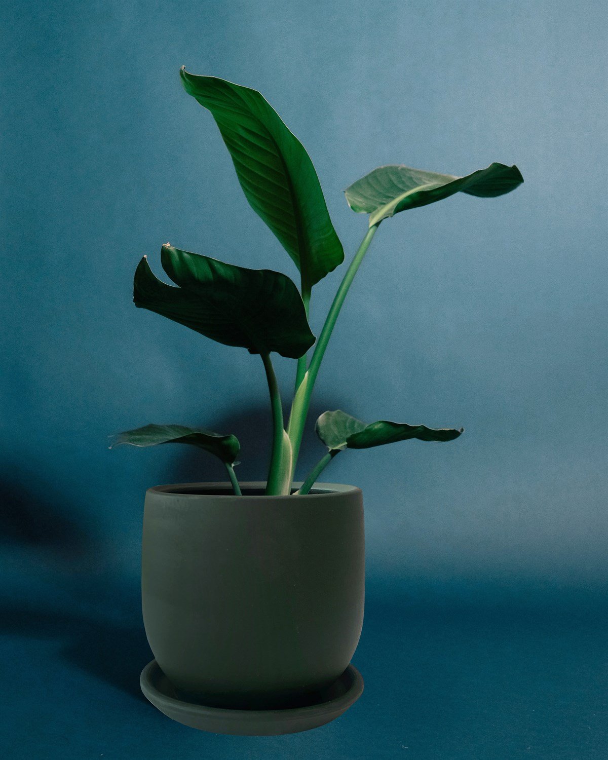 Evdek Tabaklı Armut Haki Yeşil Çömlek Saksı 17x17 Cm