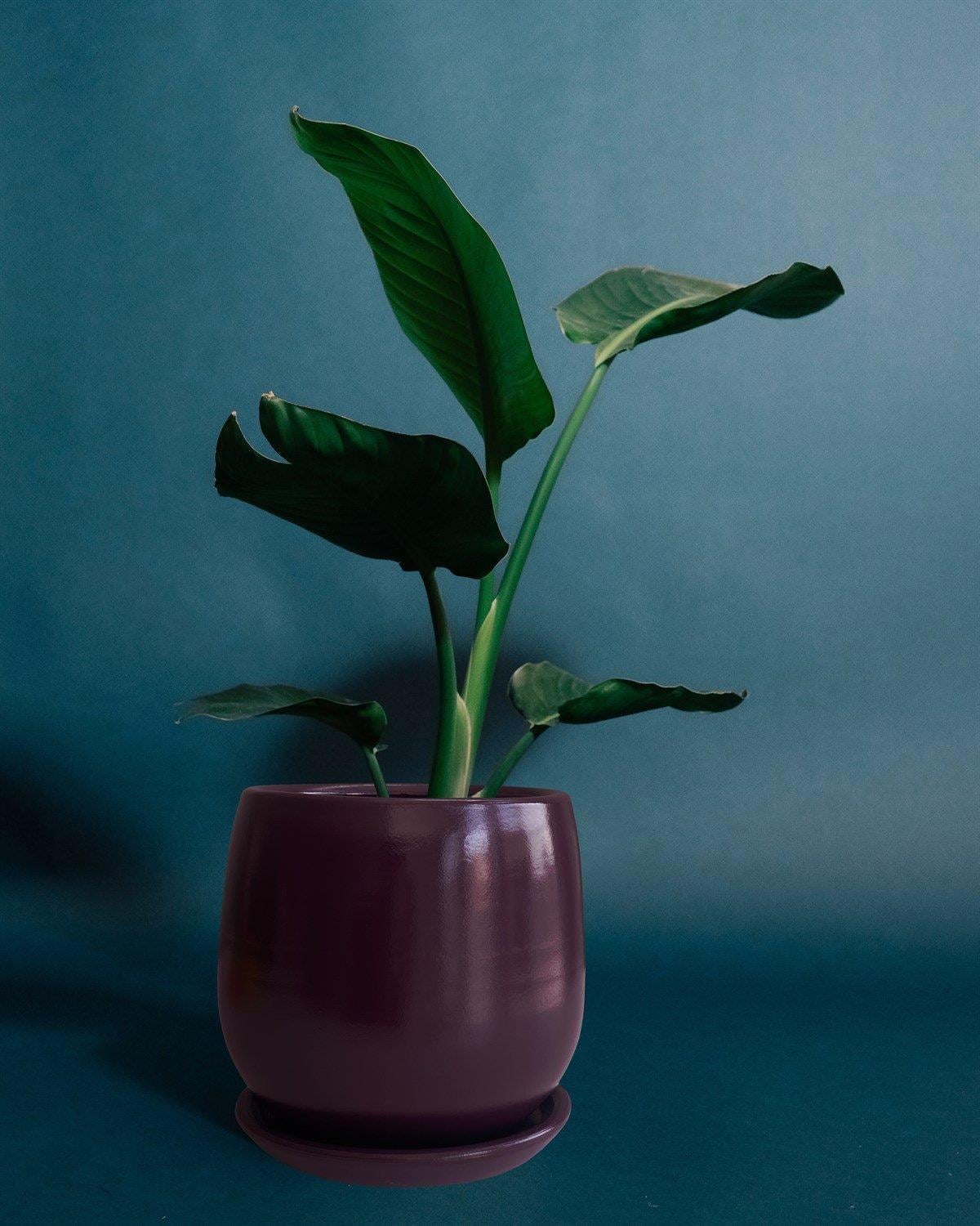 Evdek Tabaklı Armut Mor Çömlek Saksı 24x20 Cm