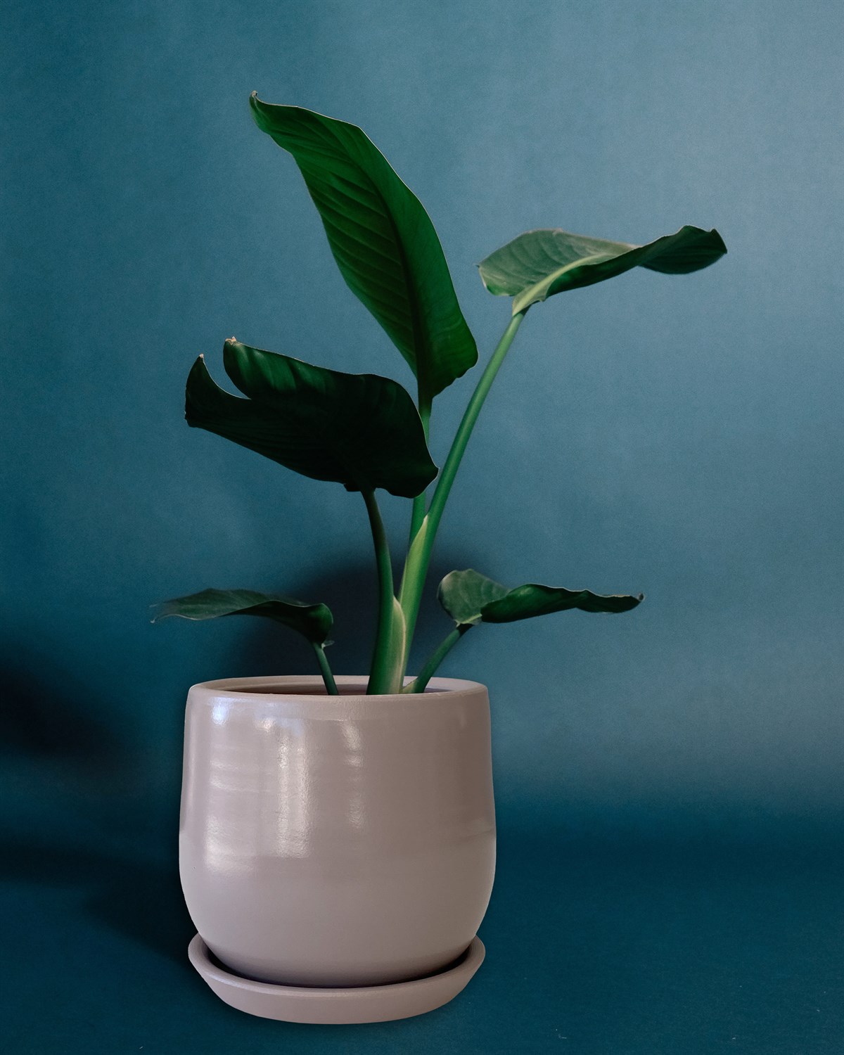 Evdek Tabaklı Armut Vizon Çömlek Saksı 17x17 Cm