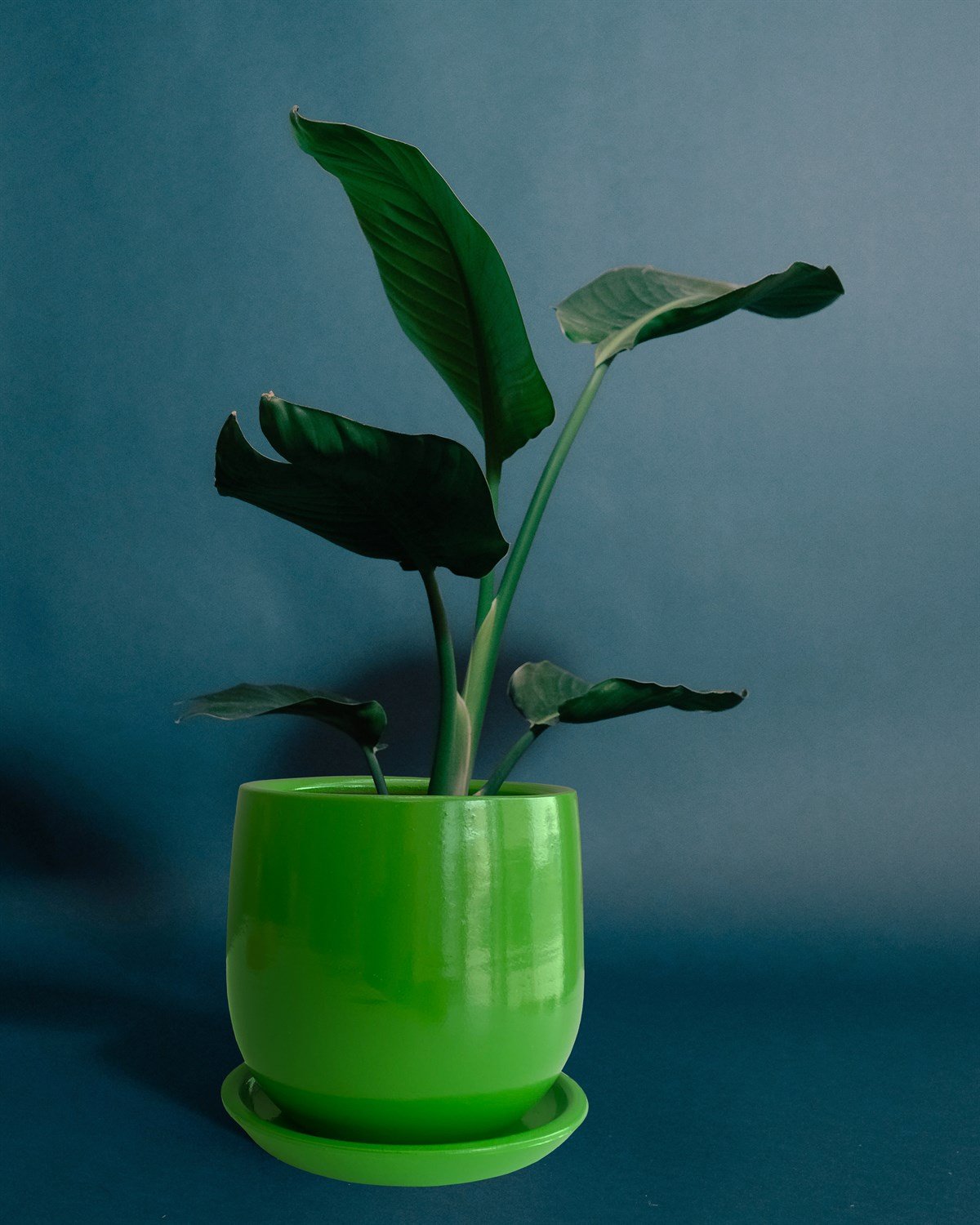 Evdek Tabaklı Armut Yeşil Çömlek Saksı 17x17 Cm