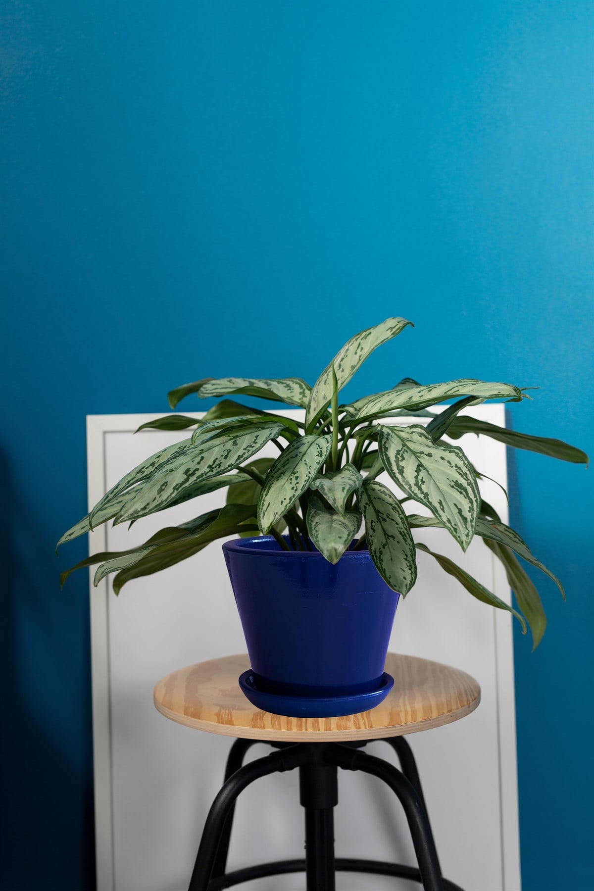 Evdek Tabaklı Lacivert Konik Çömlek Saksı 14x15 Cm