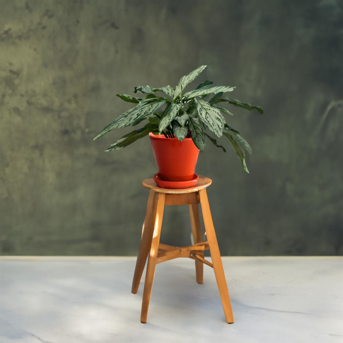 Evdek Tabaklı Turuncu Konik Çömlek Saksı 23x23 Cm