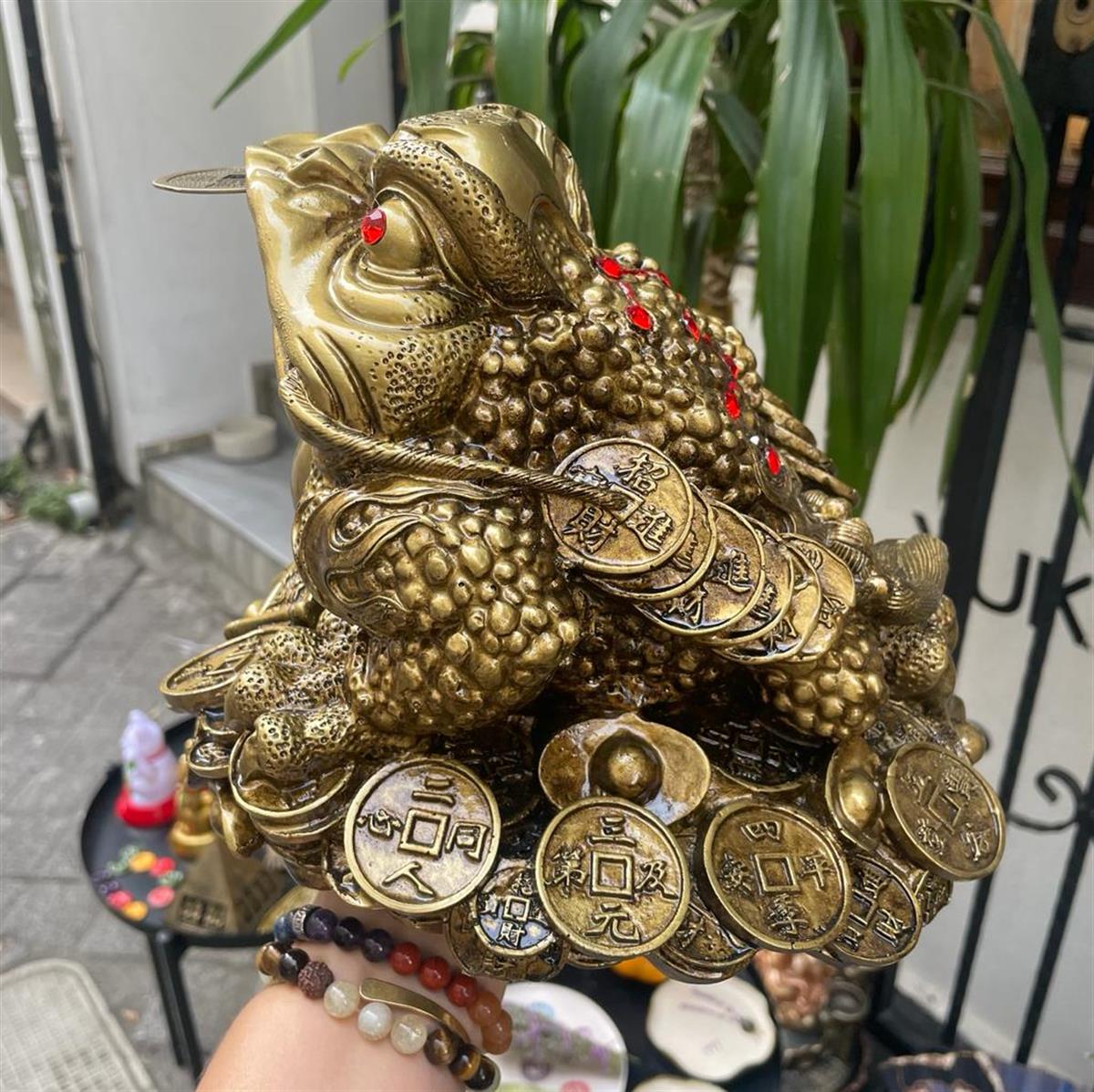 Para Kurbağası M