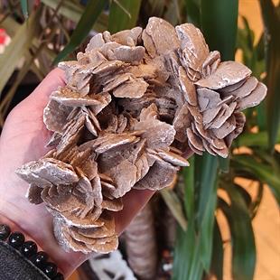 Çöl Gülü (Selenit)