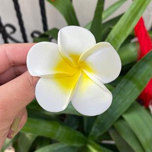 Plumeria Çiçeği Toka