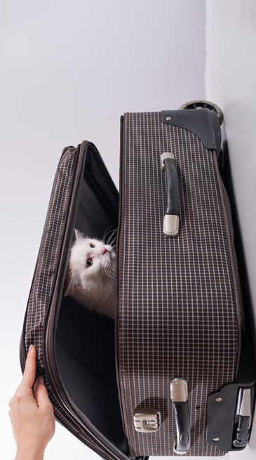 Kedi Taşıma Çantası Nasıl Kullanılmalıdır?