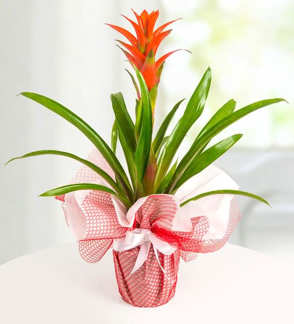 Kırmızı Guzmania Çiçeği Saksıda Saksı Çiçekleri