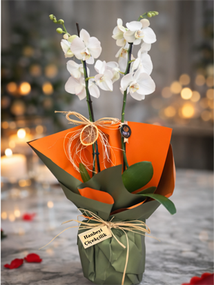Çift Dal Beyaz Orkide – Zarif Premium Orkide Tasarımı | Hanbeyi KIZ İSTEME BUKETİ