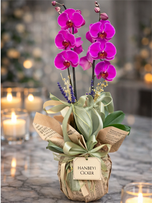 Çift Dal Fuşya Orkide – Premium Orkide Tasarımı | Hanbeyi KIZ İSTEME BUKETİ