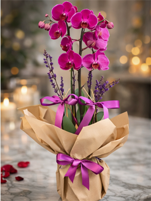 Çift Dal Mor Orkide – Premium Orkide Tasarımı | Hanbeyi KIZ İSTEME BUKETİ