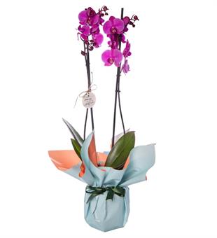Mavi Buket Kağıtlı Saksıda Mor Çiftli Orkide Saksı Çiçekleri