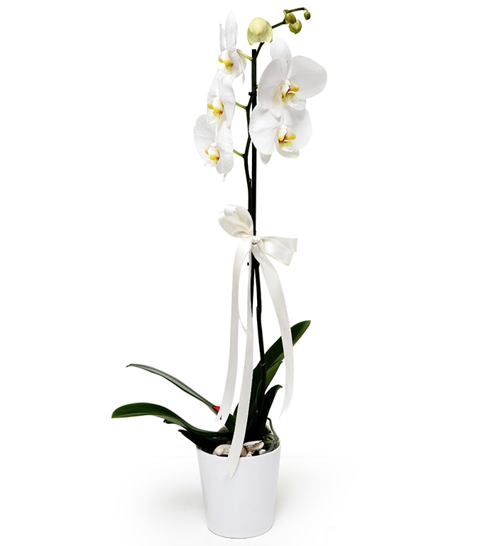 Tek Dal Beyaz Orkide Çiçeği Saksı Çiçekleri
