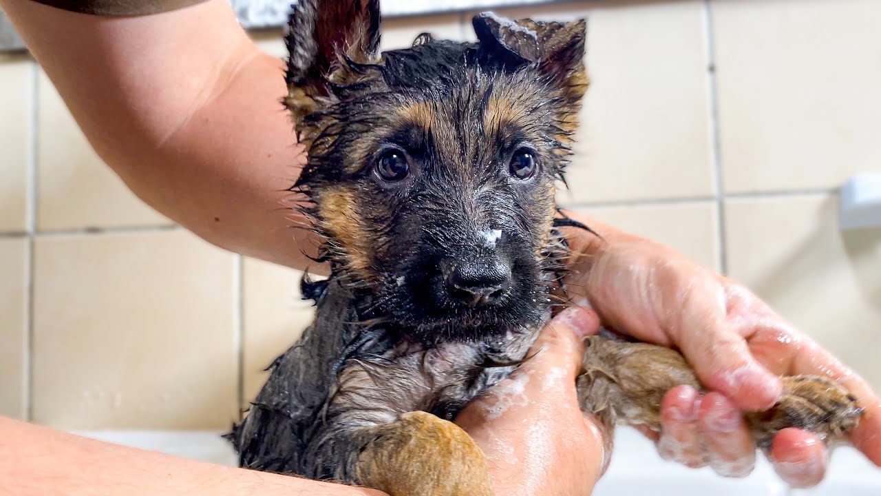 German Shepherd Köpeğinizi Yıkamak