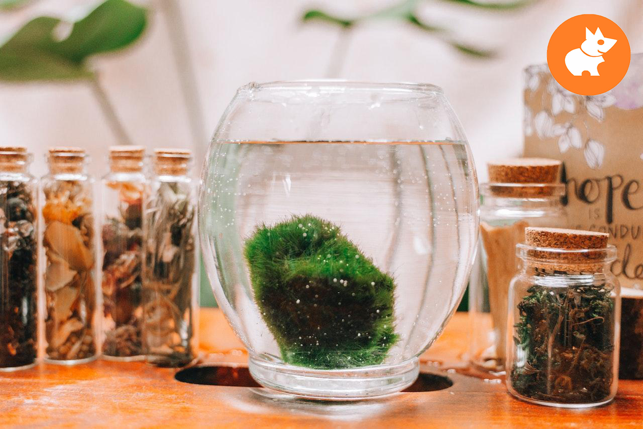 Marimo Moss Ball Bakımı