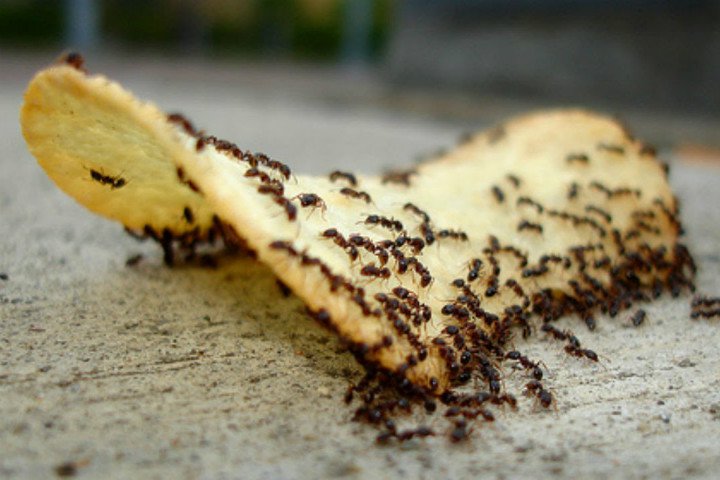 Karıncalara zarar vermeden kurtulma yöntemleri