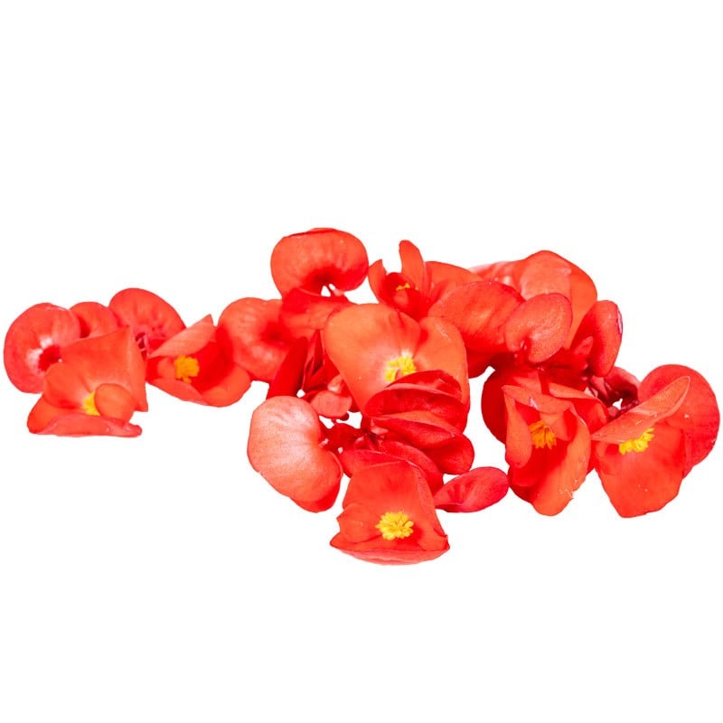 Kırmızı Erik Çiçeği Paket