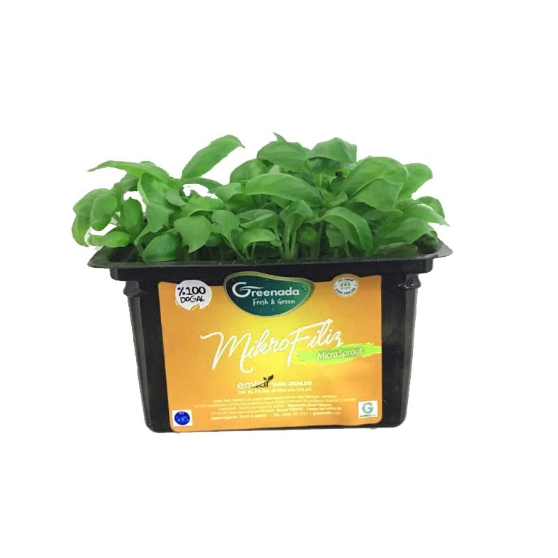 GreenadaFesleğen Mikro Filizi