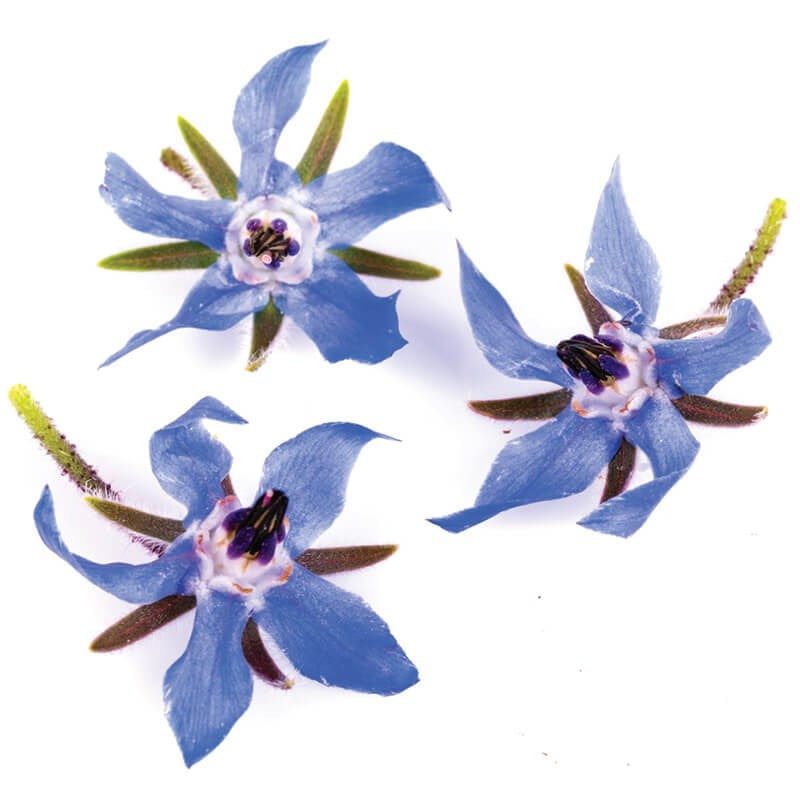 Hodan Çiçeği Paket