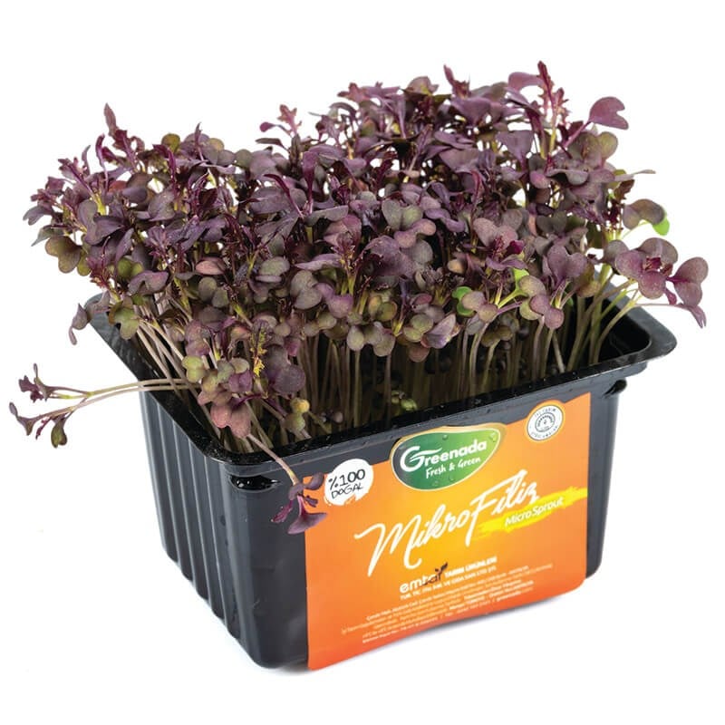 GreenadaKırmızı Hardal Mikro Filiz (Red Mustard)