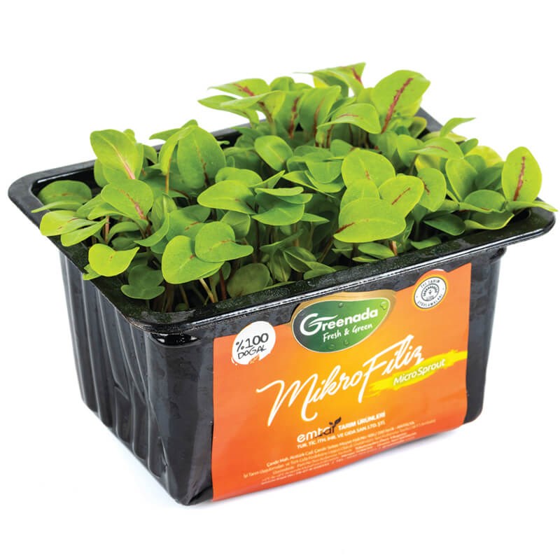 GreenadaKırmızı Kuzu Kulağı Mikro Filizi (Red Sorre Sprouts)