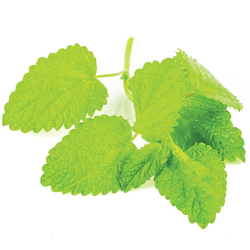 Lemon Balm Melissa 25 g