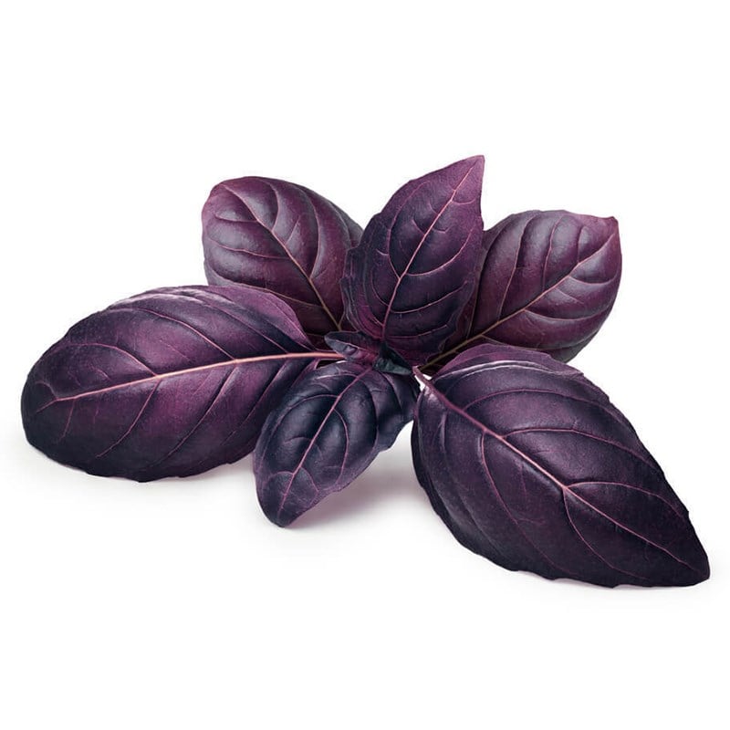 Reyhan - Kırmızı Fesleğen 25 g