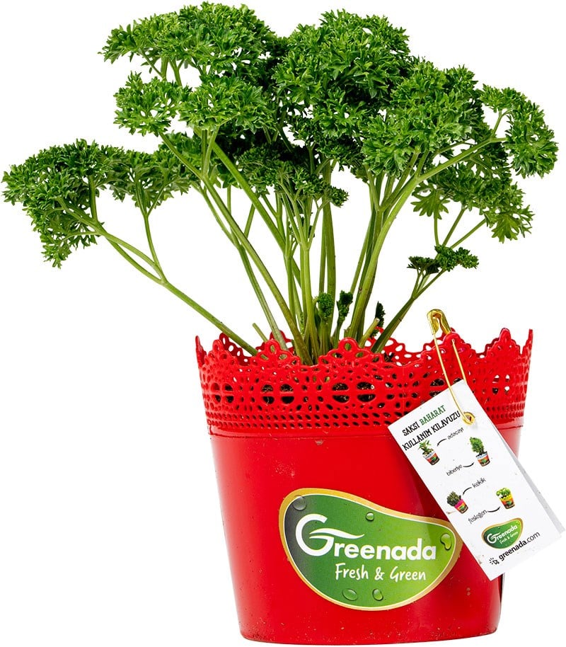 GreenadaSaksı Frenk Maydanozu (Curled Parsley) Saksı Kıvırcık Maydanoz