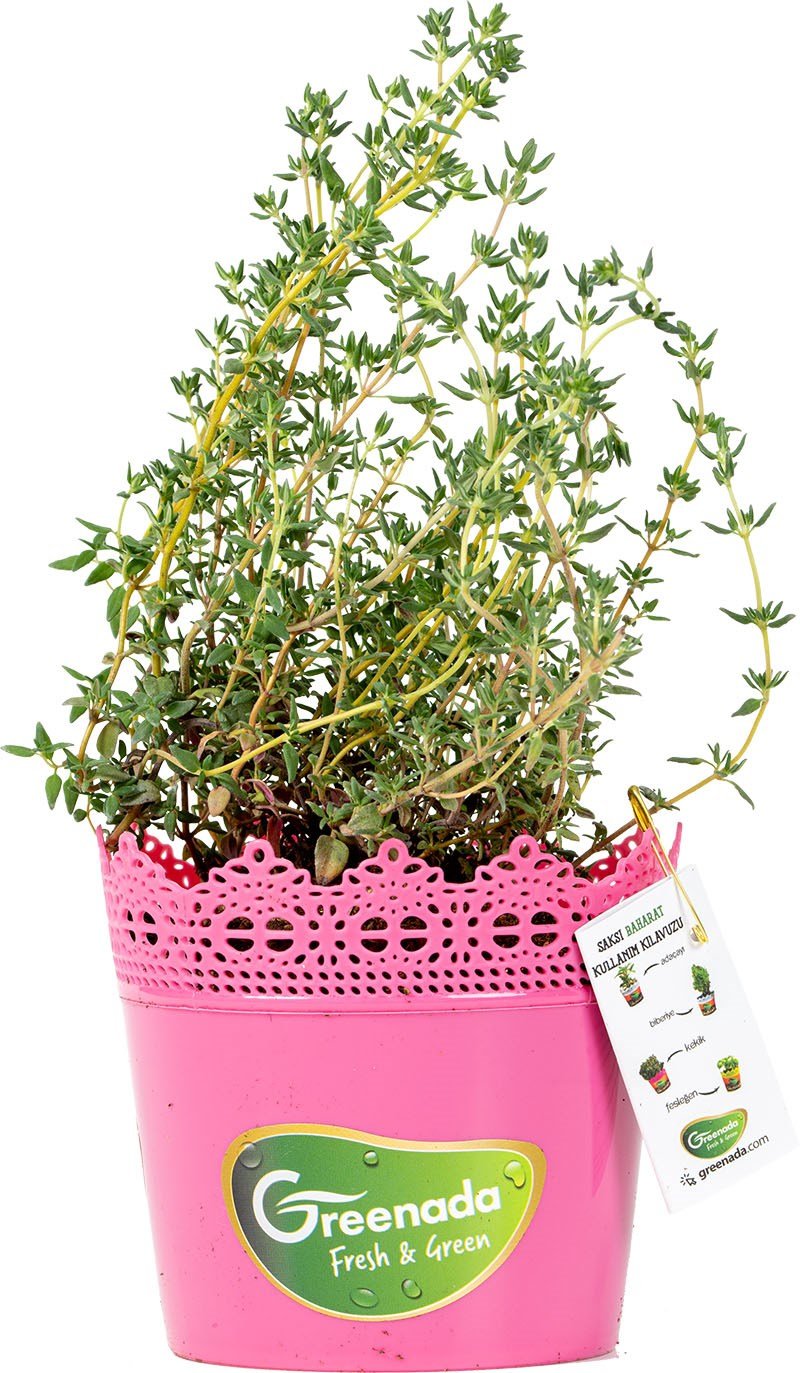 GreenadaSaksı Kekik (Thyme)