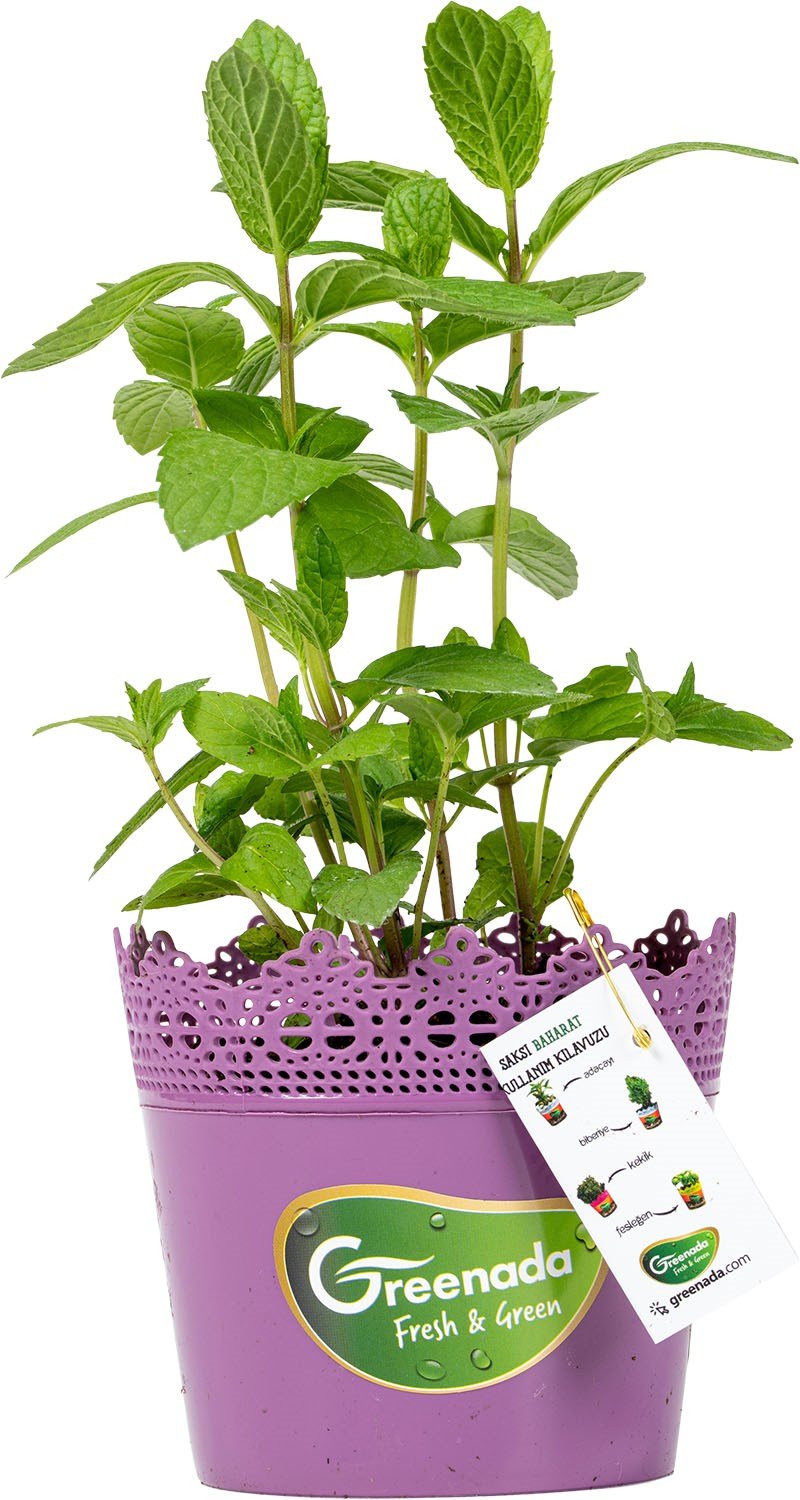 GreenadaSaksı Nane (Mint)