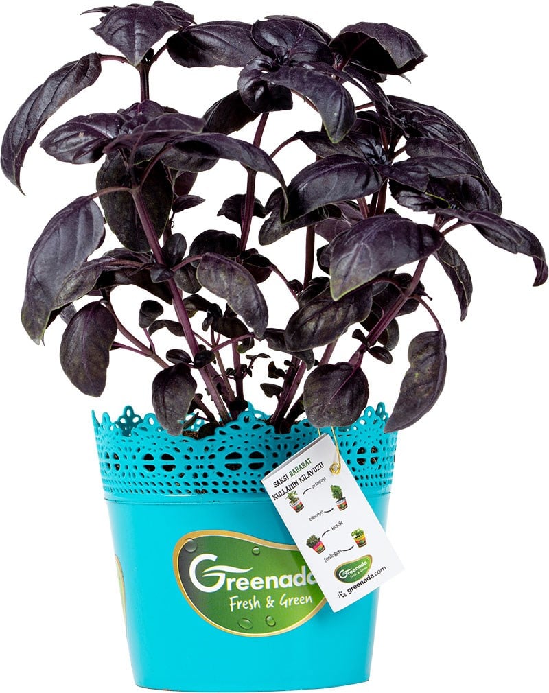 GreenadaSaksı Reyhan (Red Basil)
