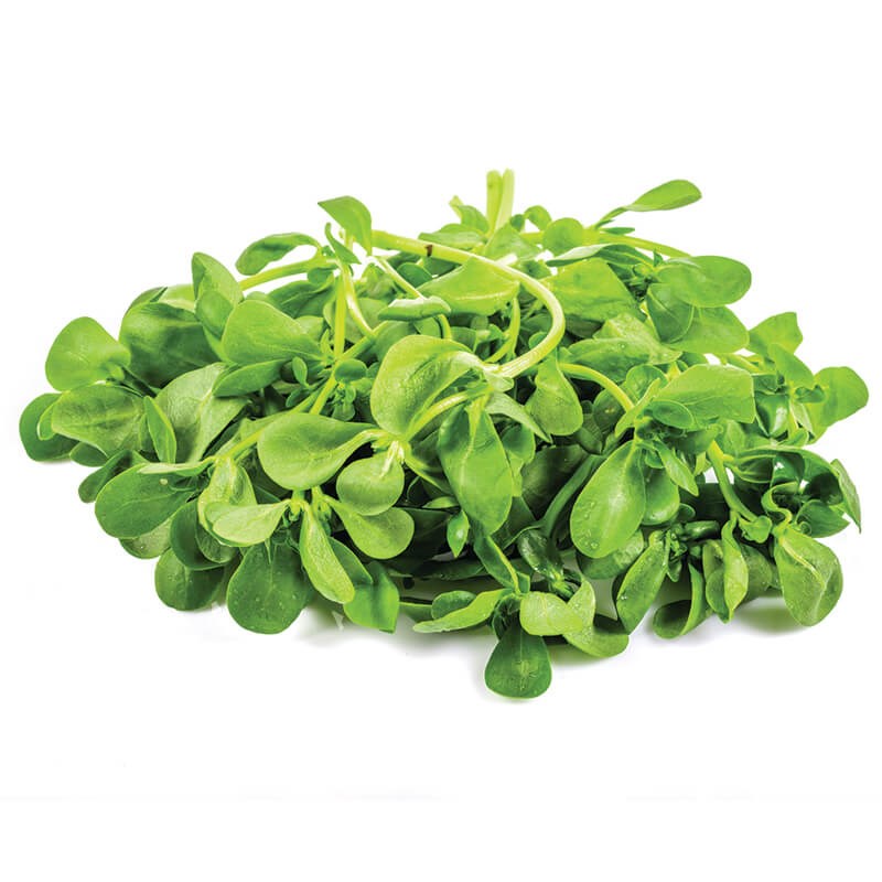 GreenadaSemiz Otu (Purslane)