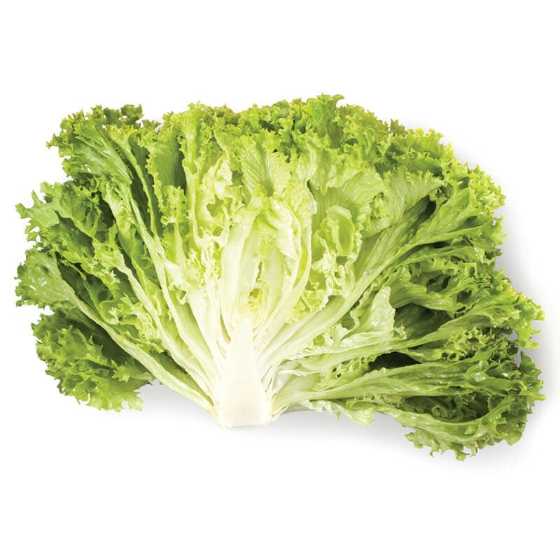 Yeşil Lolo