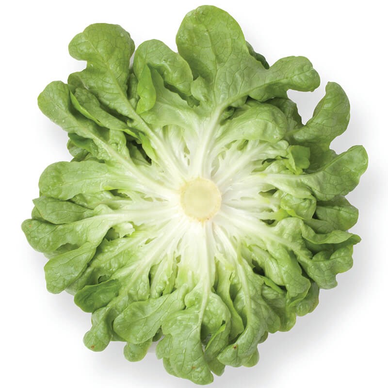 Yeşil Palamut (Bol Salat)