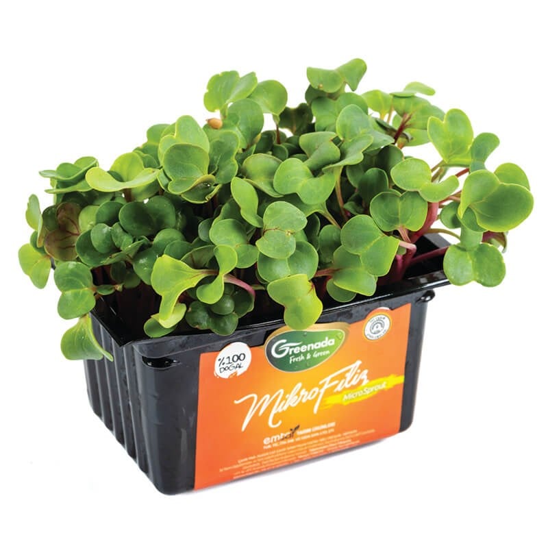 GreenadaYeşil Turp Filizi (Green Radish Sprouts)