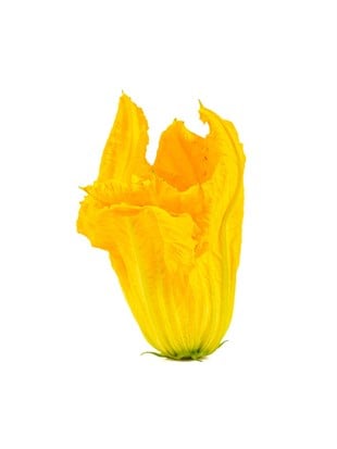 Kabak Çiçeği Paket 12 adet