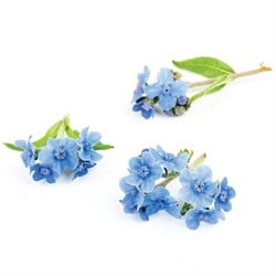 Beni Unutma Çiçeği Paket