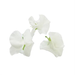 GreenadaBezelye Çiçeği Beyaz Paket