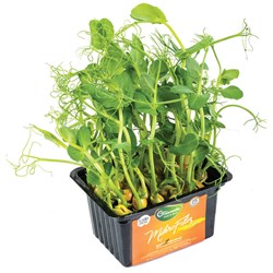 GreenadaBezelye Mikro Filiz (Pea Micro Sprout) 