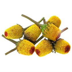 GreenadaElektrik Çiçeği Paket