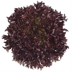 GreenadaEndivyen Kırmızı (İncised  Leaf Red)