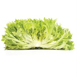 Endivyen Yeşil