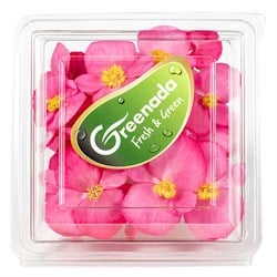 Pembe Erik Çiçeği Paket