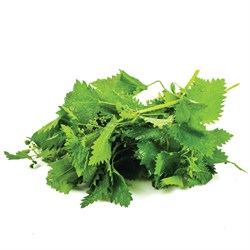 GreenadaIsırgan Otu (Dead Nettle)