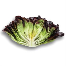 Kırmızı Gül Marul
