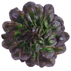 GreenadaKırmızı Gül Marul (Butterhead Red)