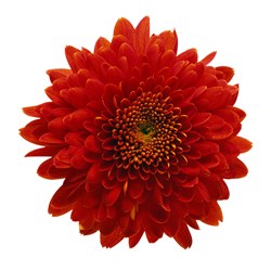 Kırmızı Krizantem Çiçeği Paket