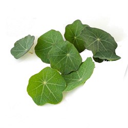 GreenadaLatin Çiçeği Yaprağı