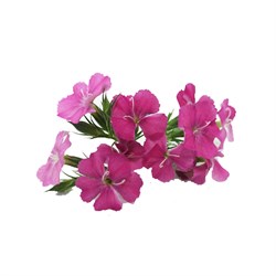 GreenadaMini Karanfil Paket