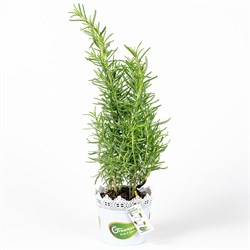 GreenadaSaksı Biberiye (Rosemary)