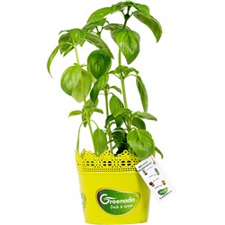 GreenadaSaksı Fesleğen (Basil)